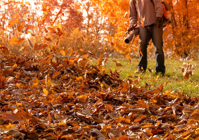 Leaf removal service